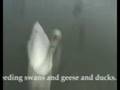 videos de Showcase 1 - Mushacles