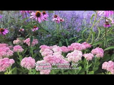 how to transplant autumn joy sedum