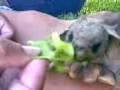 videos de toruga de francokin
