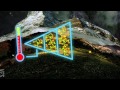 Biodiversity - Vancouver Film School (VFS)