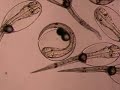 Embryo and larve fish Embryo and larve fish