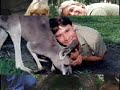 Steve Irwin R.I.P