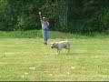 Fowl Dawgs 2 - Advanced Basics with Rick Stawski
