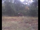 mouflon
