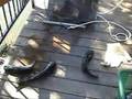 Channel Catfish - 3 places