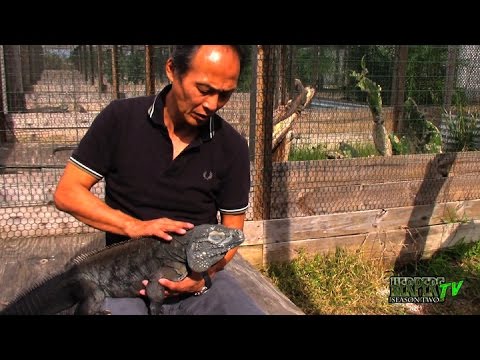 YouTube reptile video