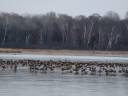 Harris Pond Geese Party Harris Pond Geese Party