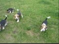 Beagle puppies - Five weeks old Beagle puppies - Five weeks old