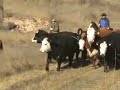 Transhumance de vaches hereford
