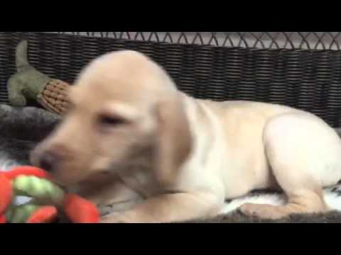 Classic, stalky yellow Lab puppy