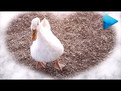 djbeto267 - Download: http://j.mp/XFkHQS Valentines Day is here and so am I. Here's a simple template I made up in Sony Vegas Pro 12 for the occasion. It's an overlay of...