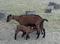 Baby goats