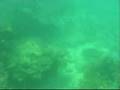 Amateur video of marine life in the Gulf of Oman