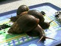 Giant African Land Snails
