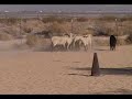 Belgian Sheepdog Herding Demo Belgian Sheepdog Herding Demo