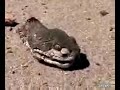 Snake Attacks After Losing Body