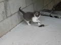 Skippy with Mousetrap.AVI Skippy with Mousetrap.AVI