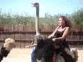Riding an ostrich in Oudtshoorn South Africa