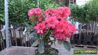 #1104 Rhododendron Hybride Rabatz 