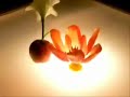 tulip grammophon tulip grammophon