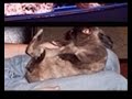Lapin mignon all
