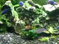 Malawi tank 720 l