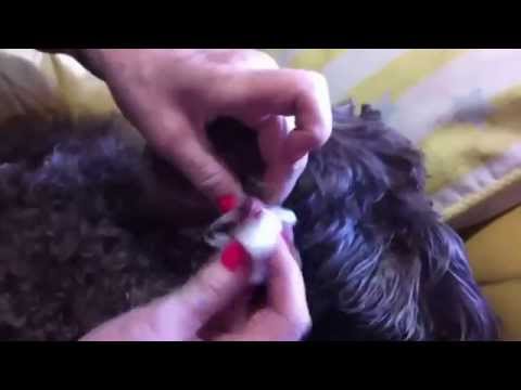 how to treat ticks in shih tzu