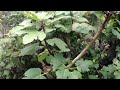 Forêt à fruit en Permaculture - YouTube: On peut toujours augmenter la diversité des plantes qu'on fait pousse... http://t.co/xZiVCfb1lQ
