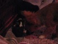 chihuahua-taking-care-for-a-teacup.html