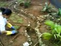 Gardening - Gardening