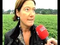 Frische Bohnen / Buschbohnen vom Feld Bohnenernte in Herten