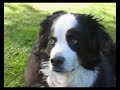 Bernese mountain - Willy - Bouvier bernois Bernese mountain - Willy - Bouvier bernois
