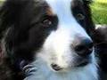 Bernese-mountain-Wil