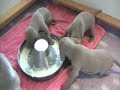 Weimaraner puppies Cherry x King 20081115, Day 19 Weimaraner puppies Cherry x King 20081115, Day 19