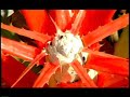 www.brasiladentro.com.br - um misto de energia, tradi��es, sabores e emo��es. amaz�nia, pantanal, cerrado e as magn�ficas praias do vale araguaia comp�em os 906 mil km� de mato grosso.o estado de mato grosso possui 139 munic�pios sustentados por uma pol�tica econ�mica que prioriza o desenvolvimento com preserva��o ambiental e abre cada vez mais possibilidades para utiliza��o de seu potencial tur�stico.apresentando voca��o natural para o ecoturismo, tem imensa variedade de plantas e animais e diversifica seus atrativos com a pesca esportiva, patrim�nio hist�rico, arqueol�gico e espeleol�gico, turismo rural, contemplativo, m�stico e esportes radicais.