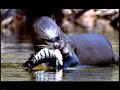 www.brasiladentro.com.br - um misto de energia, tradi��es, sabores e emo��es. amaz�nia, pantanal, cerrado e as magn�ficas praias do vale araguaia comp�em os 906 mil km� de mato grosso.o estado de mato grosso possui 139 munic�pios sustentados por uma pol�tica econ�mica que prioriza o desenvolvimento com preserva��o ambiental e abre cada vez mais possibilidades para utiliza��o de seu potencial tur�stico.apresentando voca��o natural para o ecoturismo, tem imensa variedade de plantas e animais e diversifica seus atrativos com a pesca esportiva, patrim�nio hist�rico, arqueol�gico e espeleol�gico, turismo rural, contemplativo, m�stico e esportes radicais.