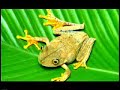 www.brasiladentro.com.br - um misto de energia, tradi��es, sabores e emo��es. amaz�nia, pantanal, cerrado e as magn�ficas praias do vale araguaia comp�em os 906 mil km� de mato grosso.o estado de mato grosso possui 139 munic�pios sustentados por uma pol�tica econ�mica que prioriza o desenvolvimento com preserva��o ambiental e abre cada vez mais possibilidades para utiliza��o de seu potencial tur�stico.apresentando voca��o natural para o ecoturismo, tem imensa variedade de plantas e animais e diversifica seus atrativos com a pesca esportiva, patrim�nio hist�rico, arqueol�gico e espeleol�gico, turismo rural, contemplativo, m�stico e esportes radicais.