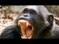 Smash and grab chimps - Apes in Danger - BBC wildlife