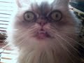 vERY fUNNY cATS 3