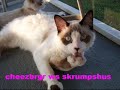 vERY fUNNY cATS 3