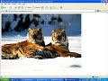 photo calendar in MS word