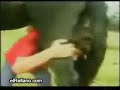 Mala suerte de chica jugando con su caballo