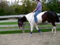 Bindi Loping