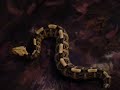 Gaboon Viper - Bitis gabonica rhinoceros Gaboon Viper - Bitis gabonica rhinoceros