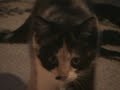 Die munteren Katzenkinder Enzo und Minou .mpg