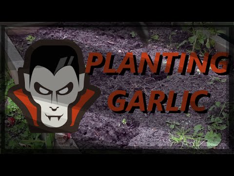 how to harvest purple kohlrabi