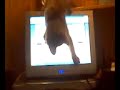Fiend Kitten Fiend Kitten