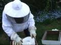 feeding-bees