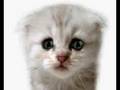 videos de webkinzloverr1 cat crying