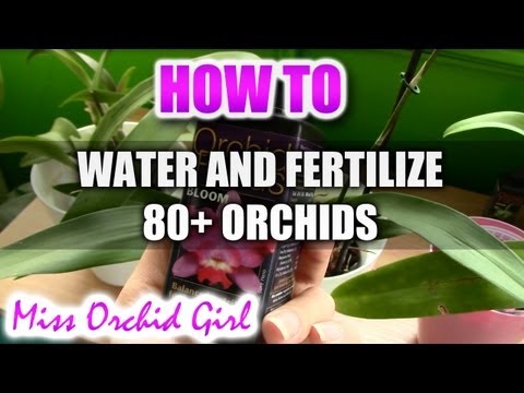 how to fertilize orchids